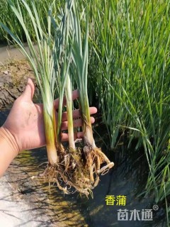 高度20厘米荷花