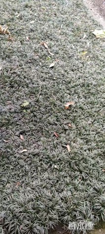 高度10厘米玉龙草