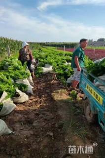 高度30厘米瓜子黄杨