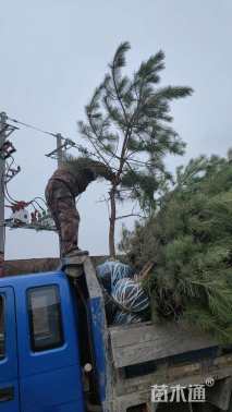 高度200厘米油松