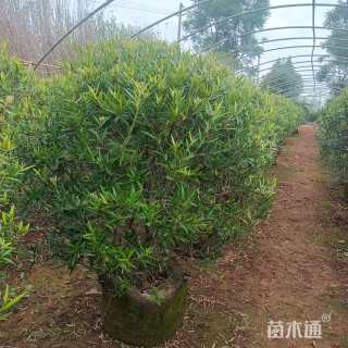 高度80厘米木犀榄球