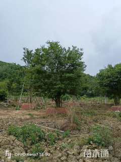 12公分(8杆)丛生朴树