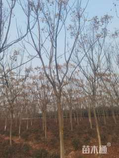 18公分黄山栾树