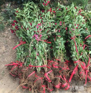 高度50厘米红王子锦带