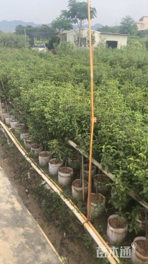 3公分月桂