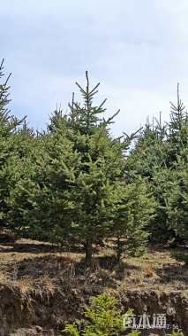 高度300厘米青海云杉