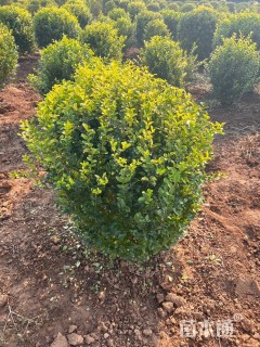 冠幅100厘米金叶女贞球