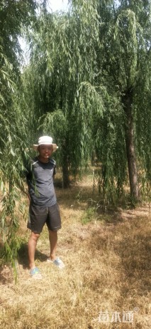30公分垂柳