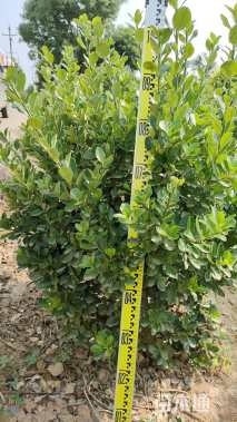 冠幅50厘米大叶黄杨球