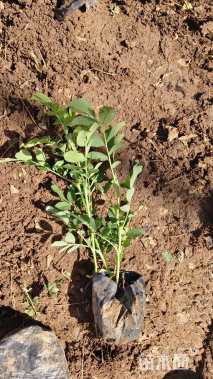 高度20厘米四季玫瑰