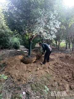 10公分红叶石楠