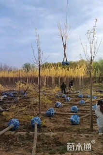 9公分金叶槐