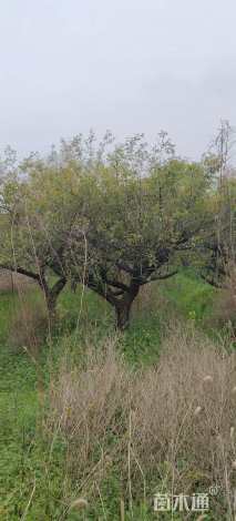 18公分榉树