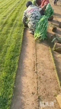 草卷状果岭草