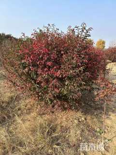 高度180厘米火焰卫矛