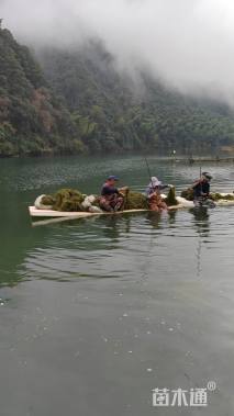 高度50厘米马来眼子菜
