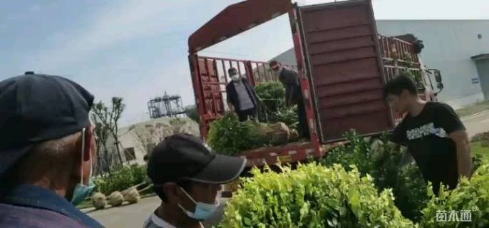 冠幅60厘米金森女贞球