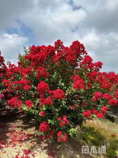 15公分红火箭紫薇