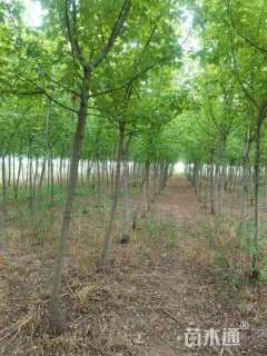 6公分金叶复叶槭