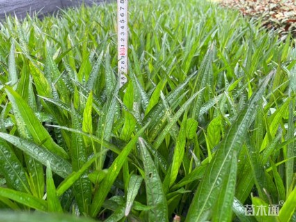 高度30厘米翠芦莉