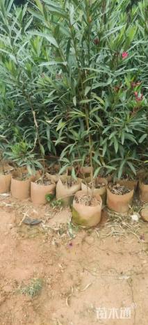 高度120厘米夹竹桃