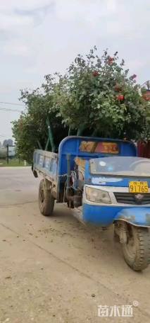 5公分高杆树状月季