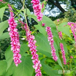 高度45厘米精品红蓼 优质