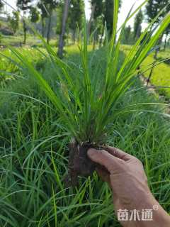 高度10厘米崂峪苔草