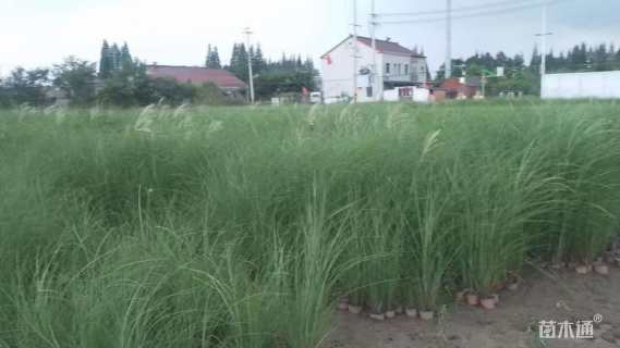 高度50厘米细叶芒