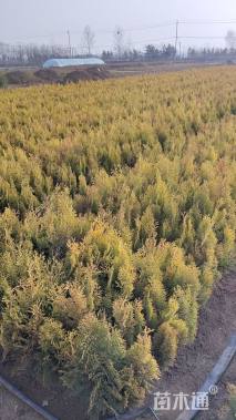 高度35厘米洒金柏