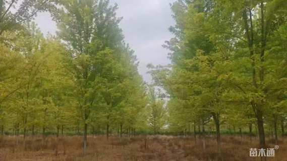 15公分美国红枫