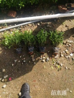 高度25厘米杜鹃