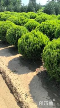 冠幅100厘米洒金柏球