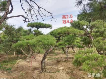 13公分造型松