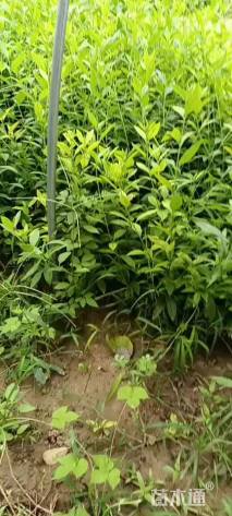 高度70厘米连翘小苗