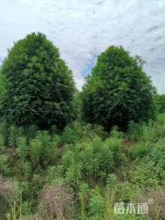 12公分桂花