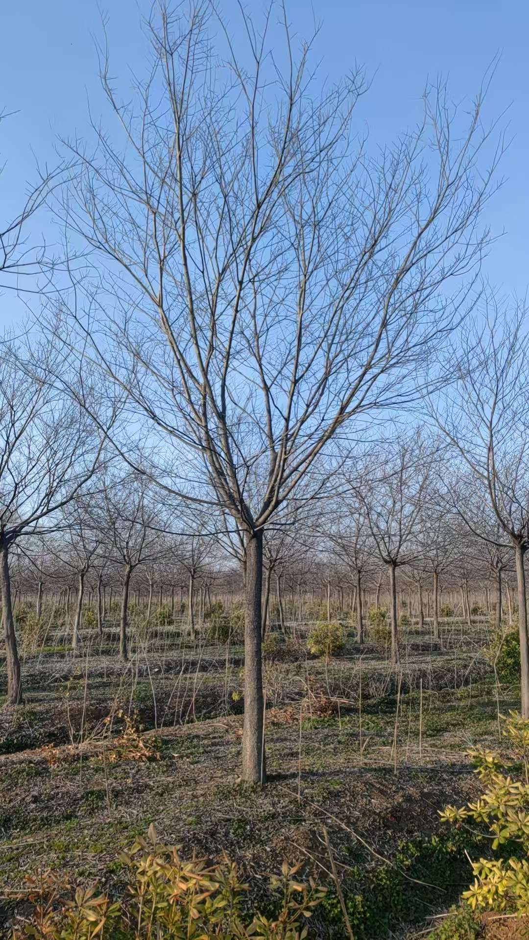 12公分珊瑚朴