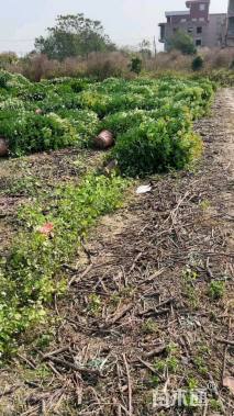 高度80厘米鸭脚木