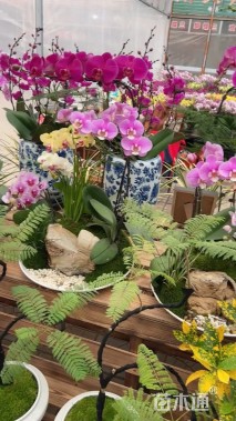 高度40厘米蝴蝶兰