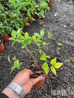 25厘米火焰南天竹