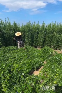 高度150厘米大叶黄杨柱