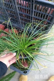 苔草