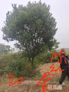 20公分香樟