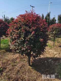 高度180厘米红叶李球