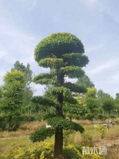 25公分造型金叶榆