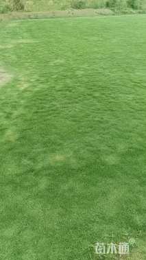 草卷状马尼拉草