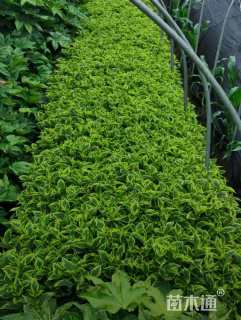 高度40厘米花叶锦带