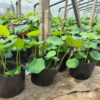 高度40厘米荷花