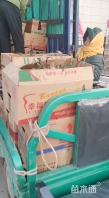 高度20厘米山桃草