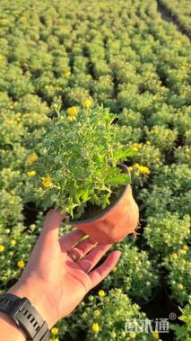 高度20厘米国庆菊